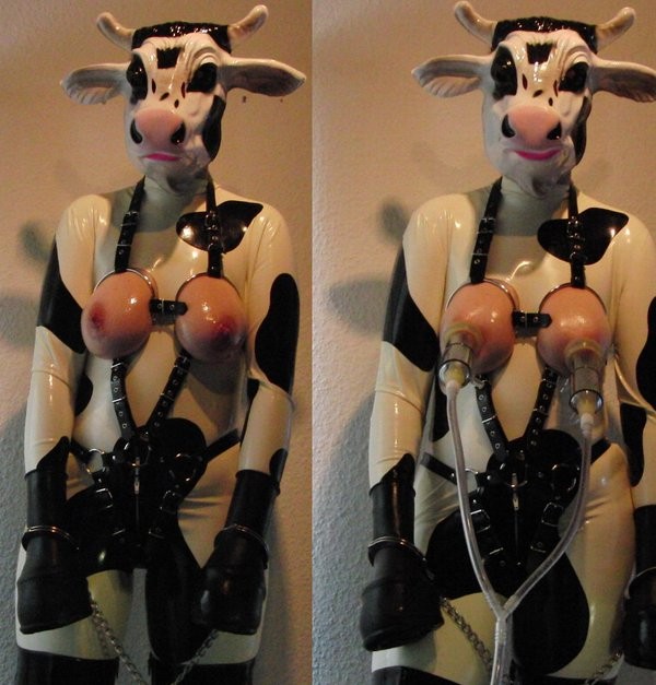 best of Milking bondage cow