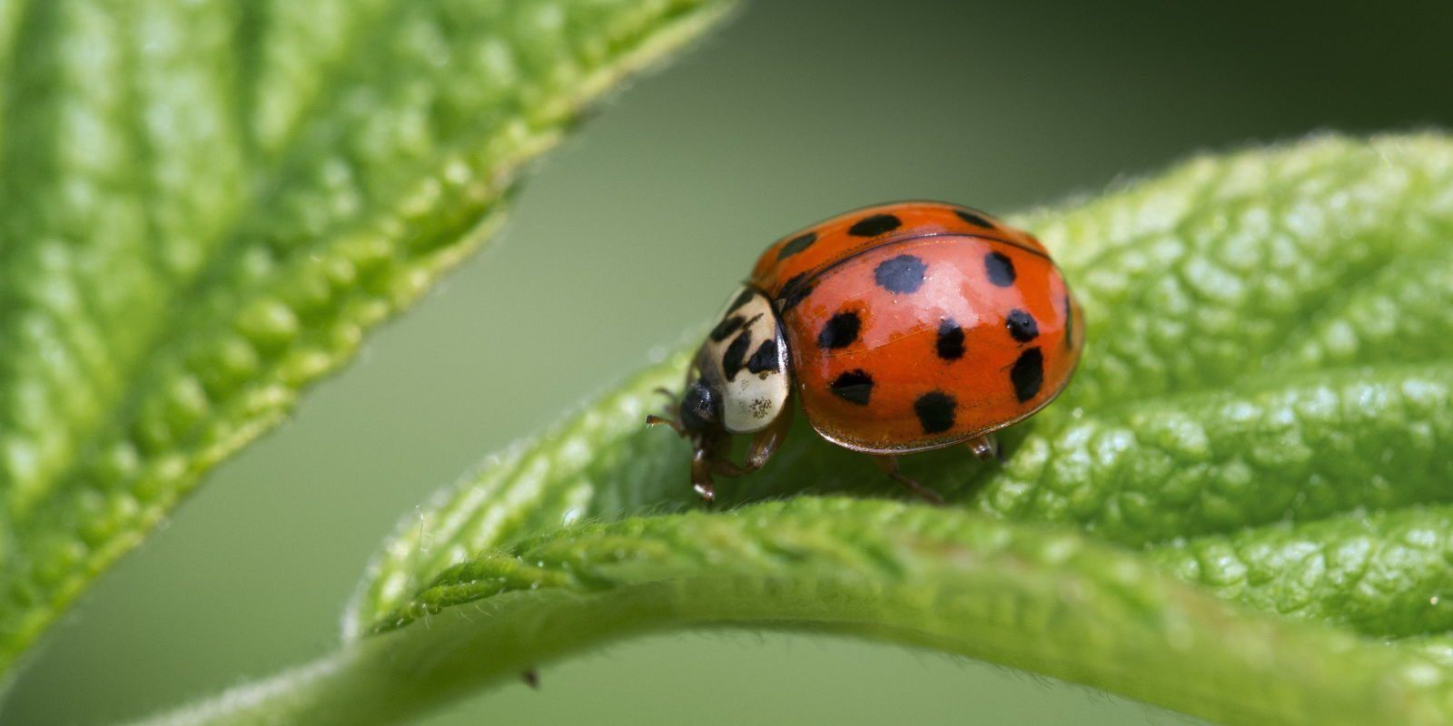 How to kill asian ladybugs