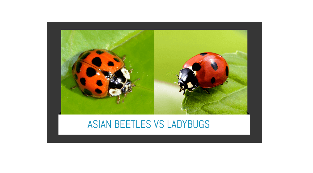 Rum P. reccomend How to kill asian ladybugs