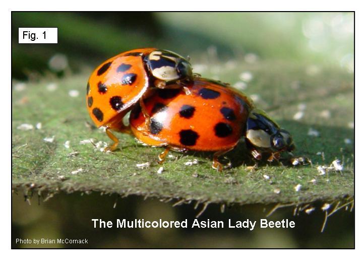 Juice reccomend How to kill asian ladybugs